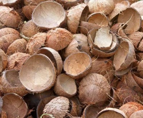 Raw Coconuts Shell, Color : Brown