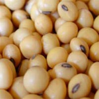 Organic Soybean Seeds, For Human Consumption, Style : Raw