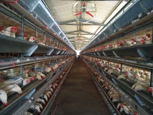 Galvanized Wire Battery Cage, Color : Metallic For Egg Laying Hens