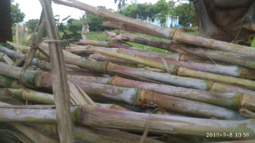 Common Hans Seeds Napier Grass, For Animal Feed, Cattle Feeds, Food Grade Powder, Style Type : Fresh