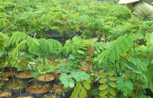 Common Indian Senna Plant, Grade : A+