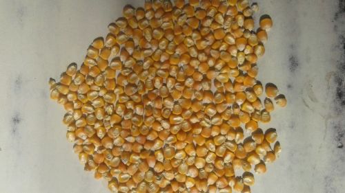 Red Maize, For Animal Food, Bio-fuel Application, Cattle Feed, Human Food, Style : Fresh