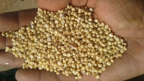 Natural Sorghum Seeds, Style : Dried