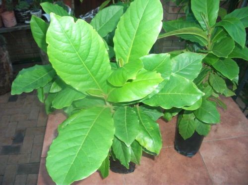 Almond Grafted Plant For Sweets