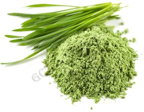 Wheatgrass Powder, Packaging Type : HDPE Drum