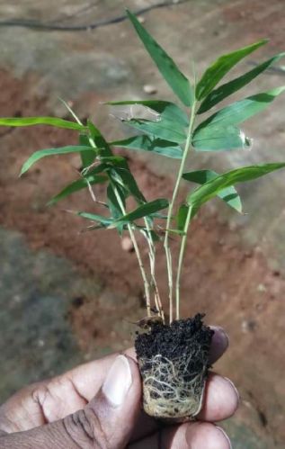 Bambusa Bamboo Plant For Farming