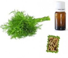 Dill Seed Essential Oil