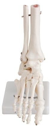 Life Size Foot Joint Model, For Nursing Institute, School, Length : 100-200mm