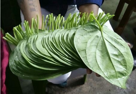 Betel Leaf