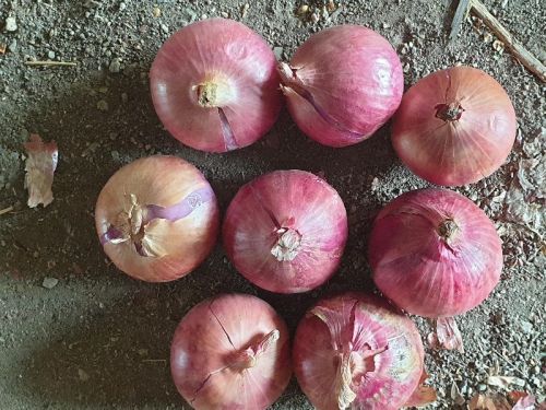 Onion, Packaging Type : Other