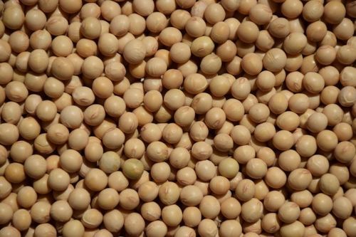 Organic Soybean Seeds, Packaging Type : Plastic Bags, Sack Bags