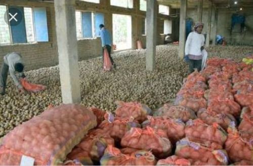 Natural Fresh Chandramukhi Potato, For Cooking, Home, Restaurant, Packaging Type : Jute Bag, Sack Bag