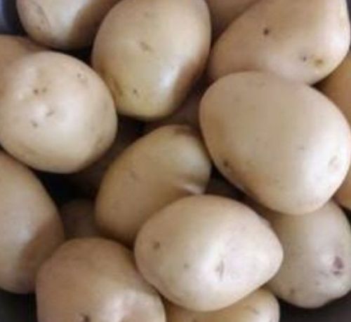 Common Fresh Jyoti Potato, For Cooking, Home, Restaurant, Snacks, Packaging Type : Guny Bag, Jute Bag