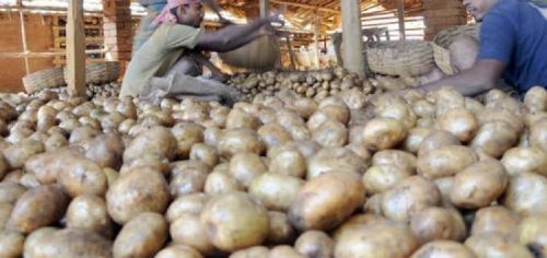 Common Fresh Potato S1, For Cooking, Restaurant, Feature : Early Maturing, Eco-Friendly, Floury Texture