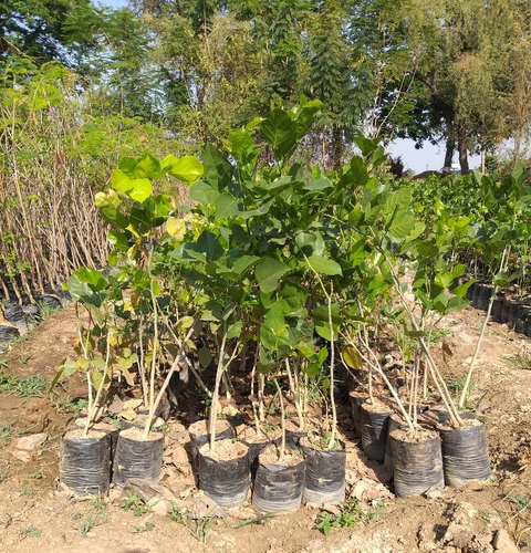 Millettia Pinnata Plant