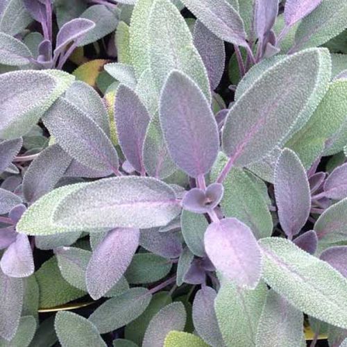 Natural Sage Oil, For Cosmetics, Medicines, Form : Liquid
