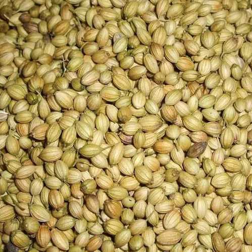 Organic Coriander Seeds, For Cooking, Packaging Type : Jute Bags