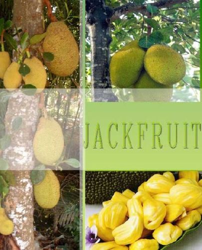 Fresh Jackfruit