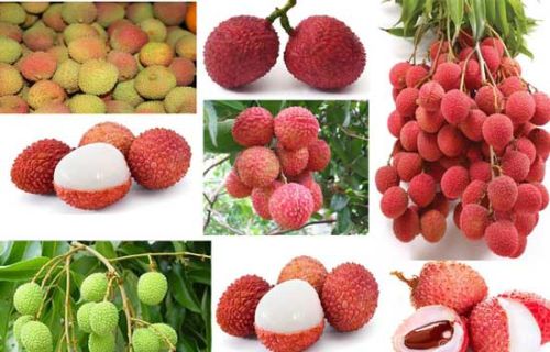 Fresh Litchi, Packaging Type : Jute Sack