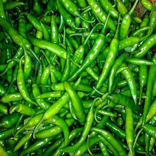 Organic Fresh Green Chilli, Packaging Type : Gunny Bags, Jute Bag, PP Bag