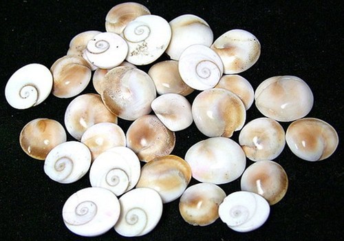 Gomti Chakra Stone, Shape : Round