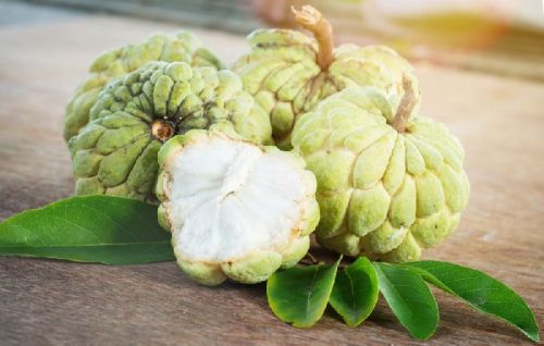 Common custard apple, Packaging Type : Green