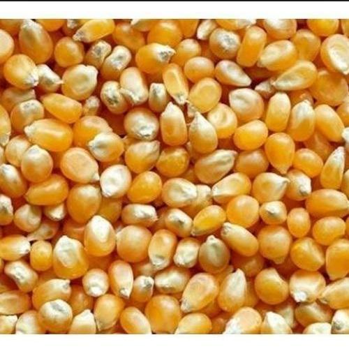 Organic Yellow Maize Seeds, For Bio-fuel Application, Making Popcorn