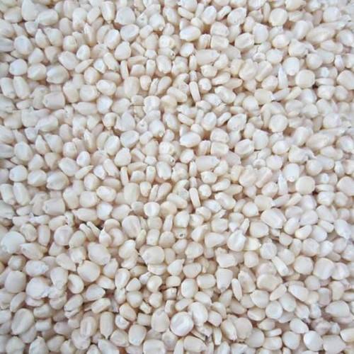 Hybrid White Maize Seed Machine Clean For Sale