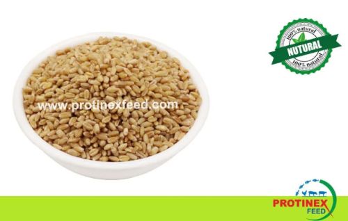 Wheat seeds, Cultivation Type : Natural