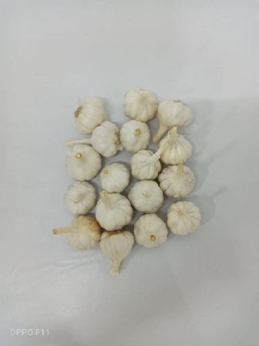 Fresh Garlic