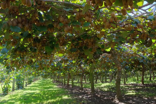 Kiwi Plants