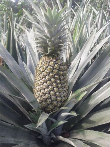 Fresh Pineapple