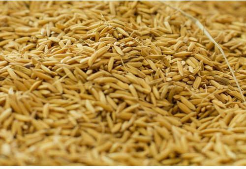 Rice Bran, For Food, Packaging Type : Plastic Bottle