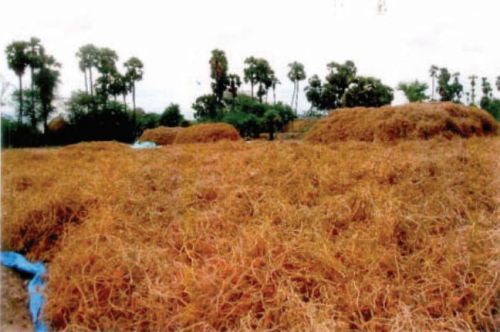 Polygala Senega Root