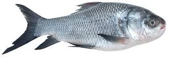 Catla Fish, For Cooking, Human Consumption, Style : Fresh