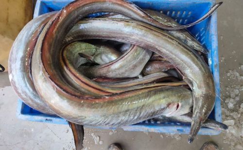 Black Eel Vam Fish, Style : Fresh