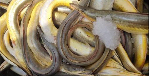 Yellow Eel Baam Fish, For Human Consumption, Style : Fresh