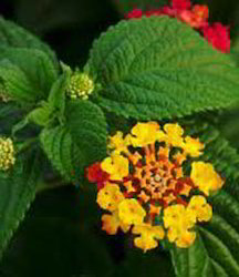 Lantana Camara Depressa