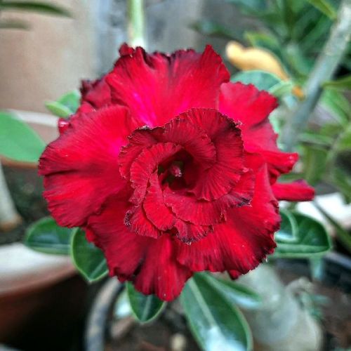 ROOKHRAJ PAUDHSHALA Adenium Plant, Grafted Double Pattle Flower Plant