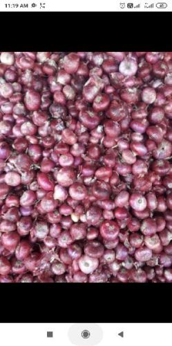 Onion, For Hygienically Packed, Packaging Type : Jute Bag