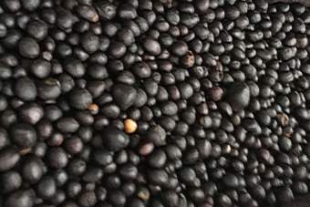 PALM KERNELS, Form : Dried, Packaging Type : Brown, Purity : 100%