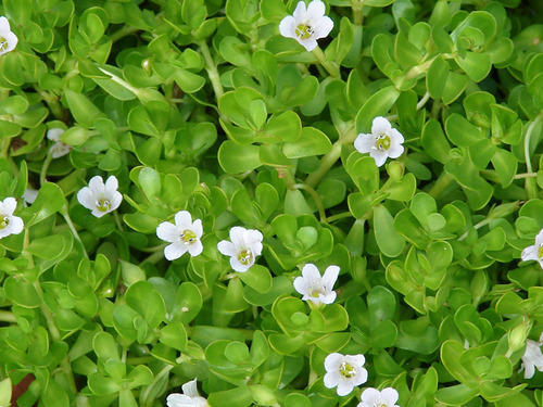 Bacopa Monnieri, Packaging Type : Packet