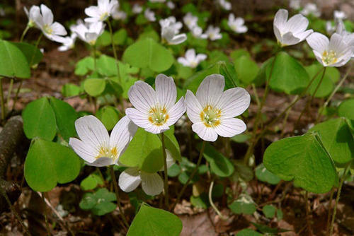 Herbal Extract, Botanical Name : Bacopa Monniera