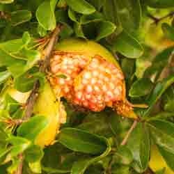 Punica Granatum Fruit Extract