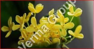 Osmanthus Absolute Oil