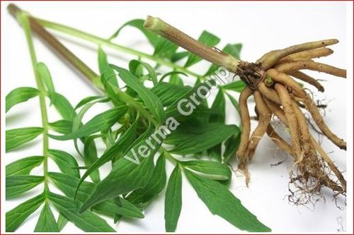 Valerian Root
