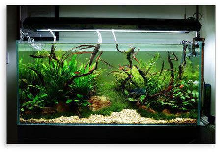 Glass Plastic Planted Aquarium Tank, Size : 120 X 41 X 55 Cm