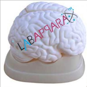 Brain Model, Size : 18.4x14x13.5 Cm.