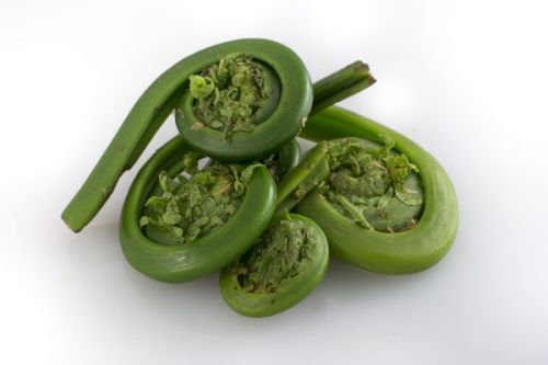 Fiddlehead Pickle, For Home, Hotel, Certification : FSSAI