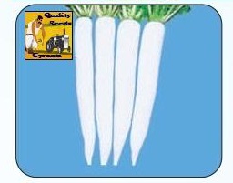 F1 Albela Radish Seeds